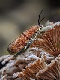 Close-up of a mushroom