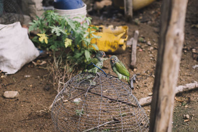 Close-up of bird perching outdoors