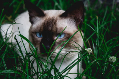 Portrait of cat on grass