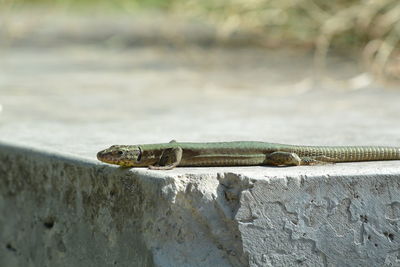 Side view of a lizard on wall