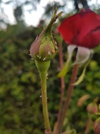 Close-up of fresh red flower buds