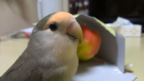 Close-up of bird