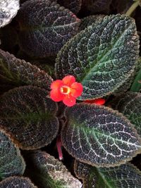 Close-up of succulent plant