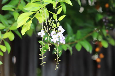 Close-up of flowering plant