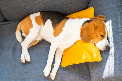 High angle view of dog sleeping on sofa