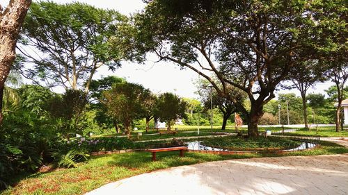 Trees in park against sky