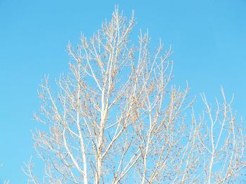 Low angle view of bare tree against clear blue sky