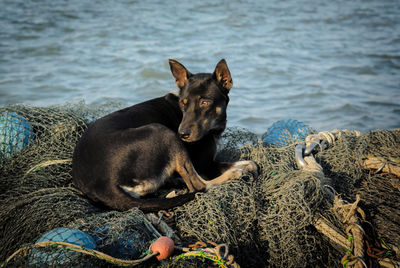 Dog resting in water