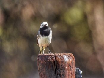 Close-up of bird perching on wooden post