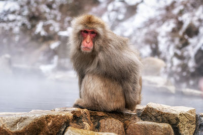 Snow monkeys, japanese macaque, relaxing by the hot spring water in jigokudani monkey park, japan..