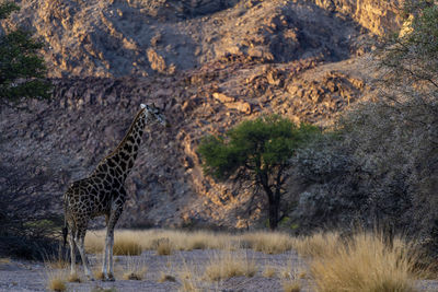 A giraffe at sunset in a canyon, in the background a rocky canyon
