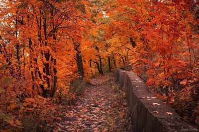 Pathway amidst trees during autumn