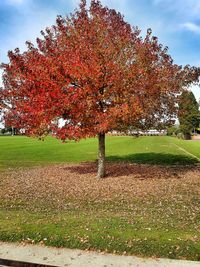 Trees on grassy field