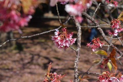 Close-up of pink flowers