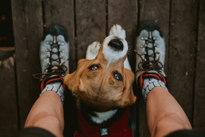 Midsection of person with dog