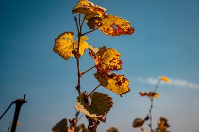 Close-up of wilted plant against sky