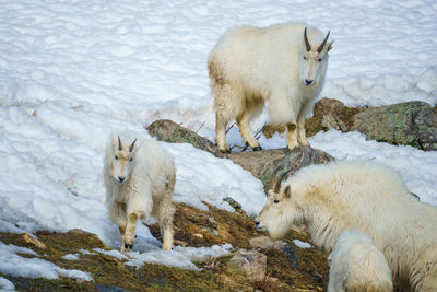 Sheep grazing on snow