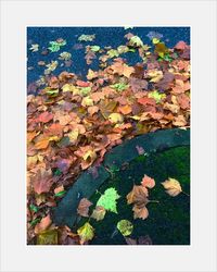 High angle view of autumn leaves floating on water