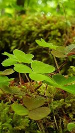 Close-up of fresh green plant