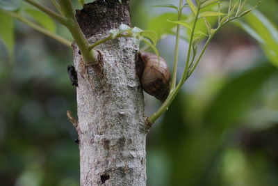 Close-up of insect on tree trunk