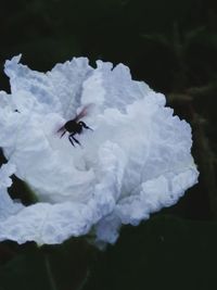 Close-up of insect flying over white flower