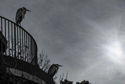 Low angle view of birds perching on bridge