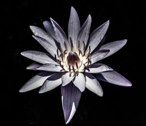 Close-up of flower blooming against black background
