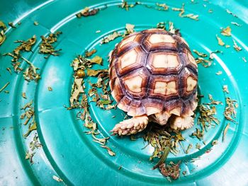 High angle view of turtle in sea