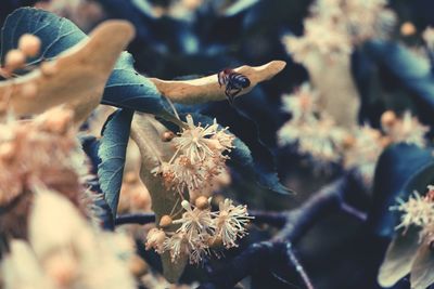 Close-up of hand holding leaves