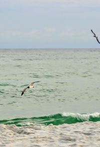 Bird flying over sea against sky