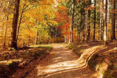 Footpath amidst trees in forest during autumn