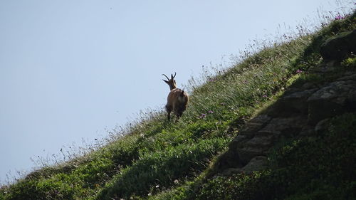 Rear view of goat on hill against sky