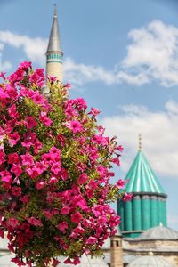 Pink flowering plant by building against sky