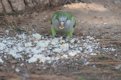 Close-up of dead plant on land