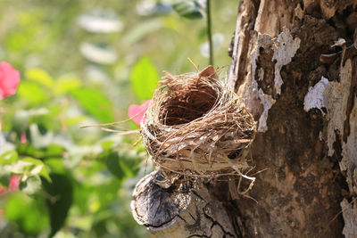 Close-up of bird perching on tree trunk