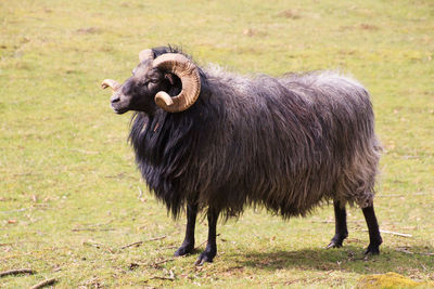 Sheep standing in a field