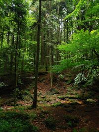 Trees in forest