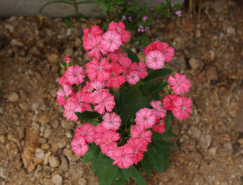 Close-up of pink flowering plant