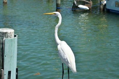 Bird flying over lake