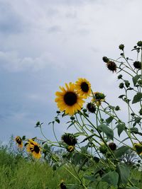Close-up of yellow cosmos flowers blooming on field against sky