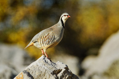 Close-up of bird rock partridge perching on rock