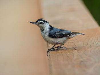 Close-up of bird perching on wood