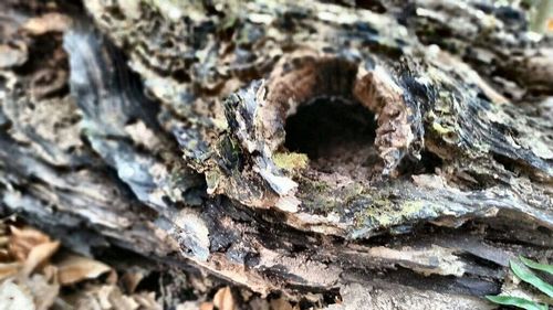 Close-up of tree trunk