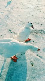 High angle view of geese on snow covered field