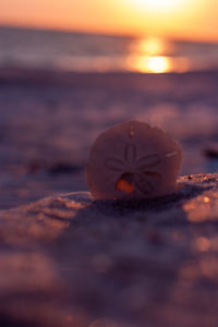 Close-up of shell on beach against sky during sunset