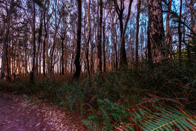 Trees in forest during autumn