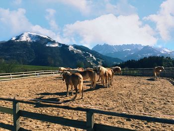 Horses standing in ranch against sky