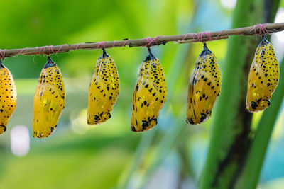 Close-up of yellow fruits hanging on tree