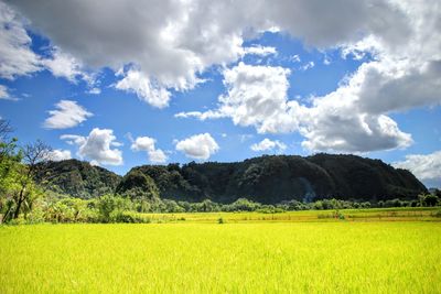 Scenic view of field against sky