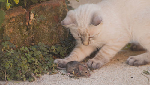 Close-up of cat